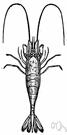 Crangon - type genus of the family Crangonidae