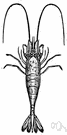 genus Crangon - type genus of the family Crangonidae