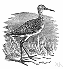 Tringa nebularia - large European sandpiper with greenish legs