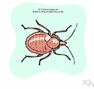 genus Cimex - type genus of the Cimicidae: bedbugs