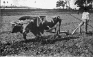 cows - domesticated bovine animals as a group regardless of sex or age