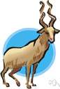 Capra falconeri - large Himalayan goat with large spiraled horns