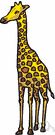 Giraffa camelopardalis - tallest living quadruped