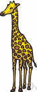 giraffe - tallest living quadruped