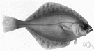 Hippoglossoides - a genus of Pleuronectidae
