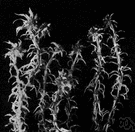 peat moss - any of various pale or ashy mosses of the genus Sphagnum whose decomposed remains form peat