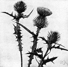 Carduus - genus of annual or perennial Old World prickly thistles