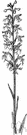 ragged-fringed orchid - fringed orchid of the eastern United States having a greenish flower with the lip deeply lacerated