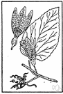 prairie gourd - perennial vine of dry parts of central and southwestern United States and Mexico having small hard mottled green inedible fruit