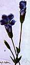 calathian violet - perennial Eurasian gentian with sky-blue funnel-shaped flowers of damp open heaths