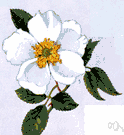 Cherokee rose - Chinese climbing rose with fragrant white blossoms