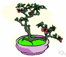 Chaenomeles - flowering quince