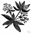 rubiaceous plant - any of numerous trees or shrubs or vines of the family Rubiaceae