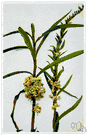 Cuscuta gronovii - leafless parasitic vine with dense clusters of small white bell-shaped flowers on orange-yellow stems that twine around clover or flax
