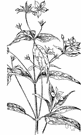 genus Blephilia - small genus of North American herbs: wood mints