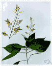 stone root - erect perennial strong-scented with serrate pointed leaves and a loose panicle of yellowish flowers