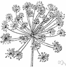 Anethum - dill