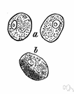 trinucleated - having three nuclei