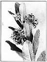 asclepiadaceous - of or relating to plants of the milkweed family