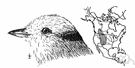 Rocky Mountain jay - a Canada jay with a white head