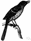 thrasher - thrush-like American songbird able to mimic other birdsongs