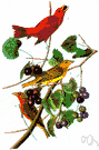 summer redbird - of middle and southern United States