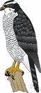 Accipiter gentilis - large hawk of Eurasia and North America used in falconry