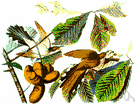 genus Coccyzus - a genus of Cuculidae
