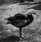 wild goose having white adult plumage wild goose having white adult plumage
