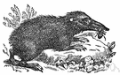 Tenrec ecaudatus - prolific animal that feeds chiefly on earthworms