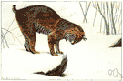 Lynx rufus - small lynx of North America