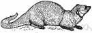 Indian mongoose - keen-sighted viverrine of southern Asia about the size of a ferret