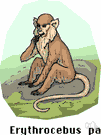 Erythrocebus - patas