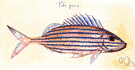 Haemulon album - a grunt with a red mouth that is found from Florida to Brazil