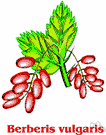 common barberry - upright deciduous European shrub widely naturalized in United States having clusters of juicy berries
