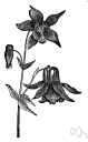 Aquilegia vulgaris - common European columbine having variously colored (white or blue to purple or red) short-spurred flowers