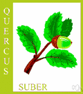 cork oak - medium-sized evergreen oak of southern Europe and northern Africa having thick corky bark that is periodically stripped to yield commercial cork