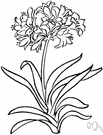 three-cornered leek - European leek naturalized in Great Britain