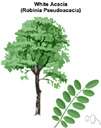 black locust - large thorny tree of eastern and central United States having pinnately compound leaves and drooping racemes of white flowers