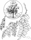 Robinia pseudoacacia - large thorny tree of eastern and central United States having pinnately compound leaves and drooping racemes of white flowers