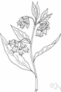 Symphytum - comfrey