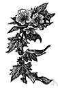 black henbane - poisonous fetid Old World herb having sticky hairy leaves and yellow-brown flowers