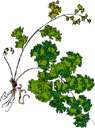 undershrub