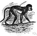 Marburg hemorrhagic fever - a viral disease of green monkeys caused by the Marburg virus