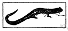 European fire salamander - a kind of European salamander