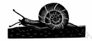 garden snail - any of several inedible snails of the genus Helix