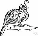 Turnix sylvatica - a variety of button quail having stripes
