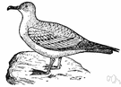 shearwater - long-winged oceanic bird that in flight skims close to the waves