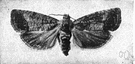 codlin moth - a small grey moth whose larvae live in apples and English walnuts