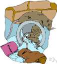 sewer rat - brown rat commonly found in sewers